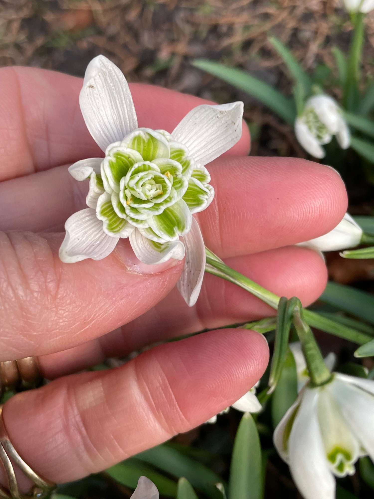 Lumikello 'Flore Pleno'